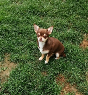 Les chiots de Chihuahua