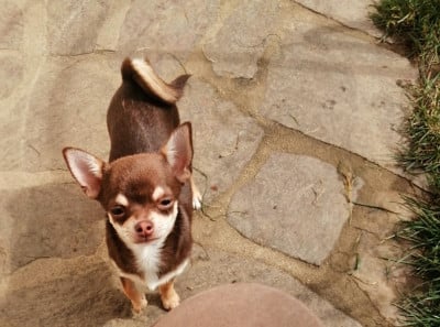 Les chiots de Chihuahua