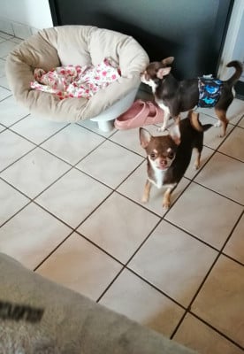 Les chiots de Chihuahua