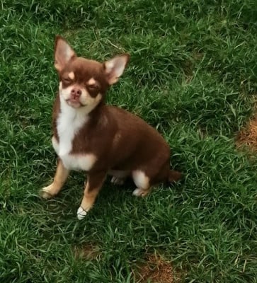 Les chiots de Chihuahua