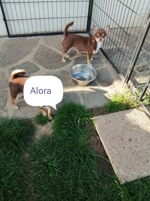 Les chiots de Chihuahua