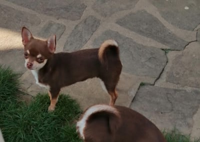 Les chiots de Chihuahua