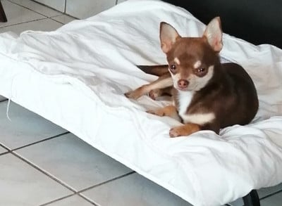 Les chiots de Chihuahua