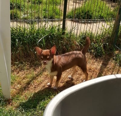 Les chiots de Chihuahua