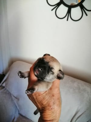 Les chiots de Chihuahua