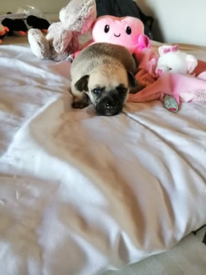 Les chiots de Chihuahua