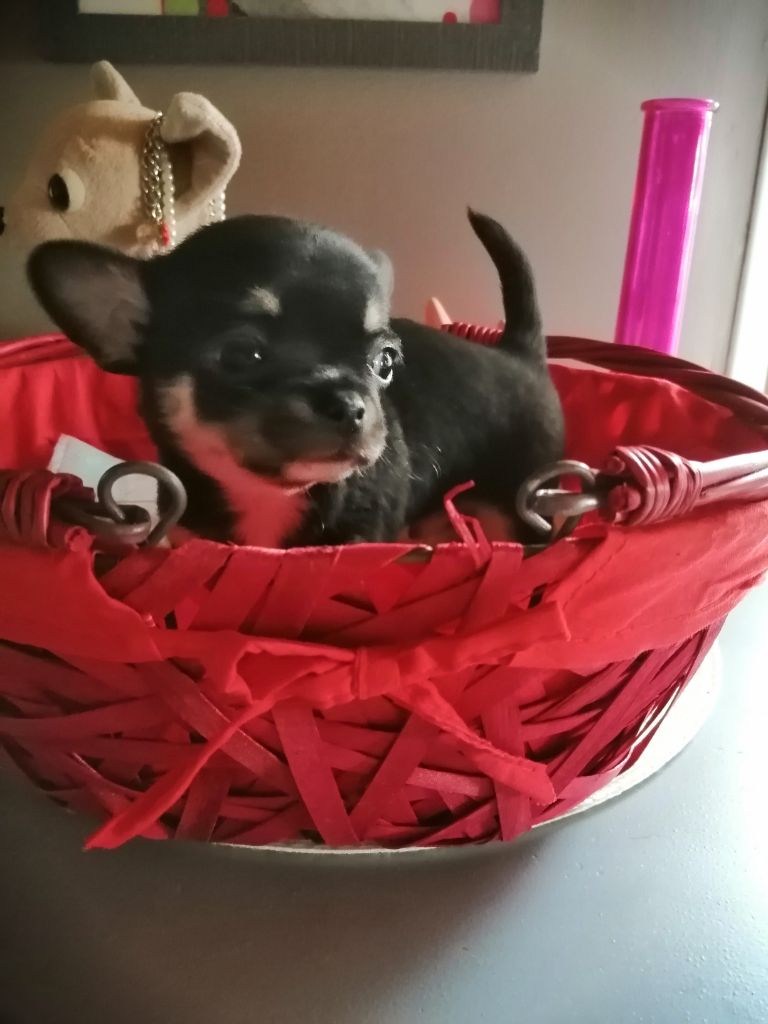 Sirius du moulin des petits gringos