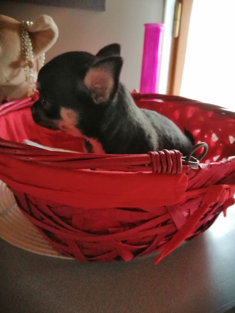 Sirius du moulin des petits gringos