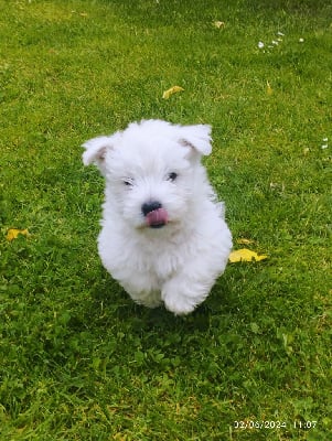West Highland White Terrier - Des Plaines D’Osiris
