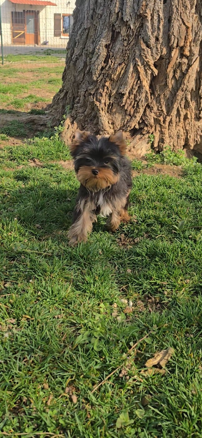 Yorkshire Terrier - Mad Square Garden