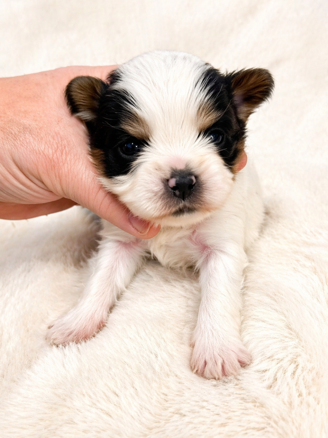 Biewer Terrier - Mad Square Garden