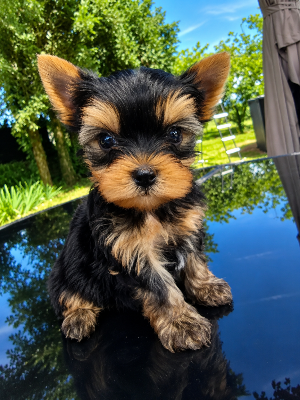 Biscuit