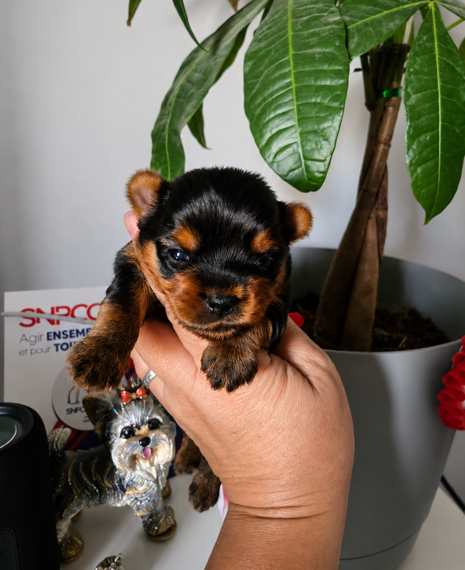 Yorkshire Terrier - Mad Square Garden
