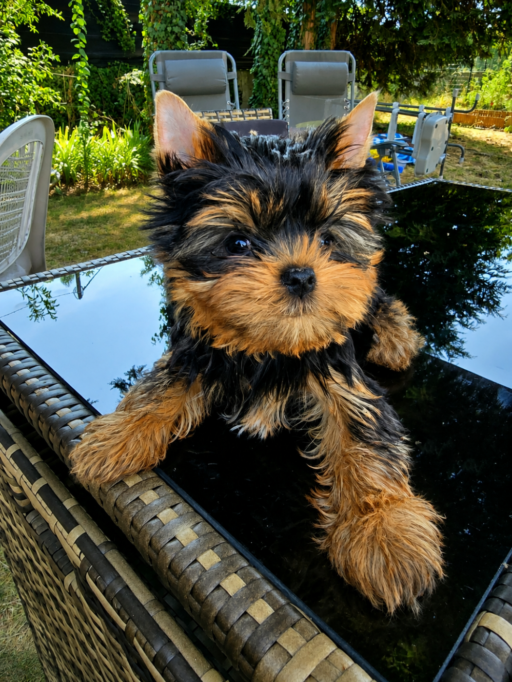 Baron - Yorkshire Terrier
