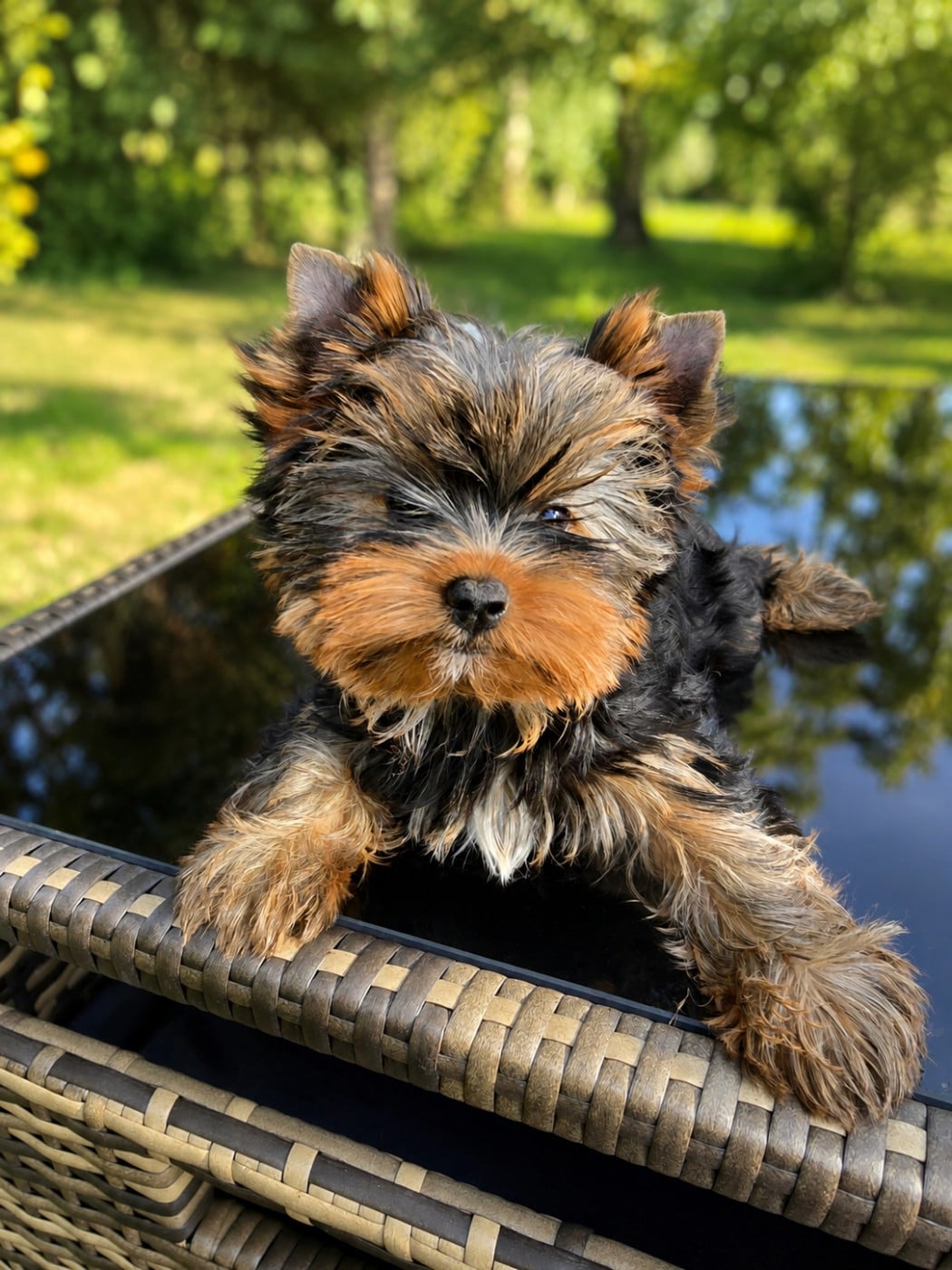 Yorkshire Terrier - Mad Square Garden