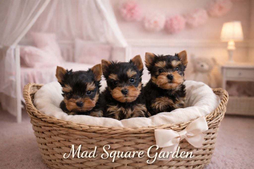 Yorkshire Terrier - Mad Square Garden