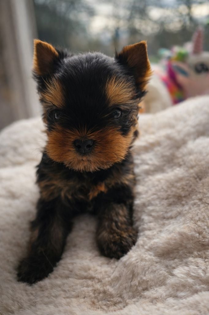 CHIOT 1 - Yorkshire Terrier