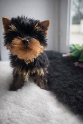 Les chiots de Yorkshire Terrier