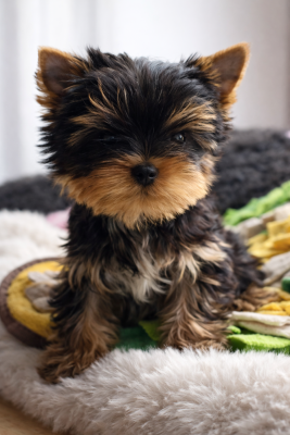 Les chiots de Yorkshire Terrier