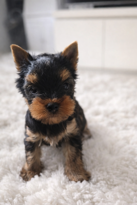 Les chiots de Yorkshire Terrier