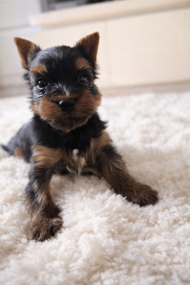 Les chiots de Yorkshire Terrier