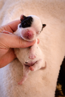 Les chiots de Biewer Terrier
