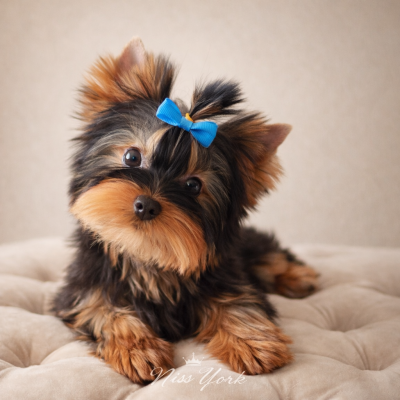 Yorkshire Terrier
