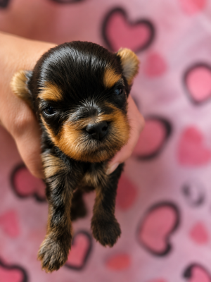 Les chiots de Yorkshire Terrier