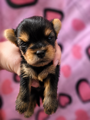 Les chiots de Yorkshire Terrier