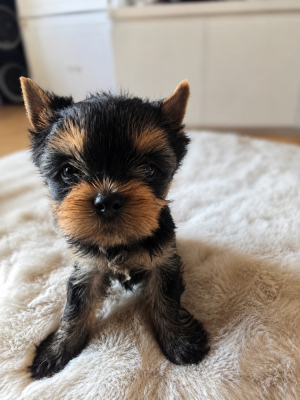 Les chiots de Yorkshire Terrier