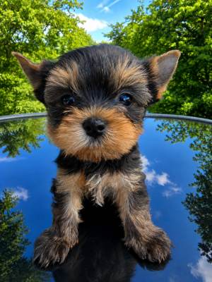 Les chiots de Yorkshire Terrier