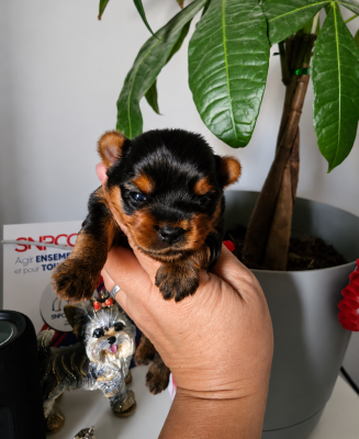 Les chiots de Yorkshire Terrier