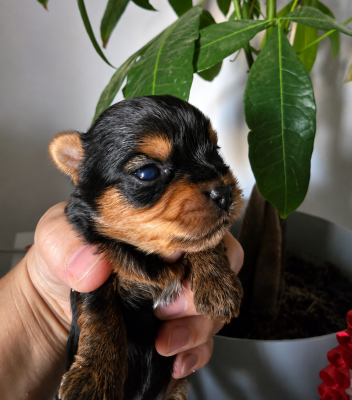 Les chiots de Yorkshire Terrier