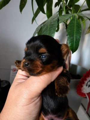 Les chiots de Yorkshire Terrier