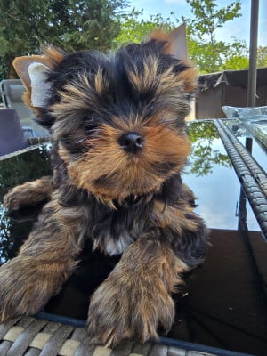 Blackjack - Yorkshire Terrier
