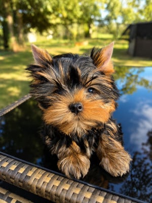 Les chiots de Yorkshire Terrier