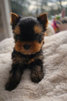 Les chiots de Yorkshire Terrier