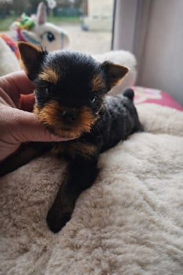 Les chiots de Yorkshire Terrier