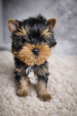 CHIOT 3 - Yorkshire Terrier