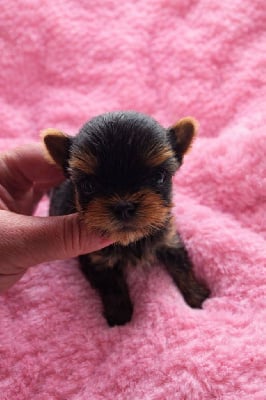 Les chiots de Yorkshire Terrier