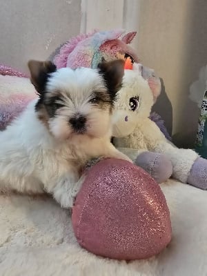 Les chiots de Biewer Terrier