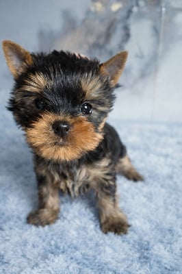 CHIOT 2 - Yorkshire Terrier