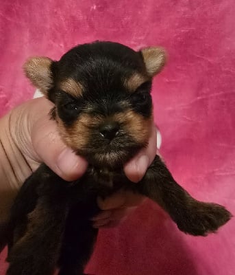 Les chiots de Yorkshire Terrier
