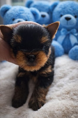 Les chiots de Yorkshire Terrier