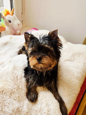 Les chiots de Yorkshire Terrier