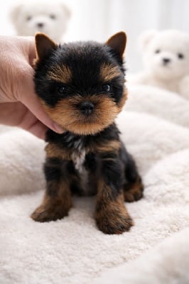 Les chiots de Yorkshire Terrier