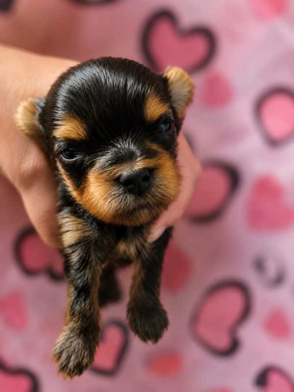 Yorkshire Terrier - Mad Square Garden