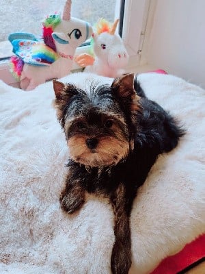 Yorkshire Terrier - Mad Square Garden