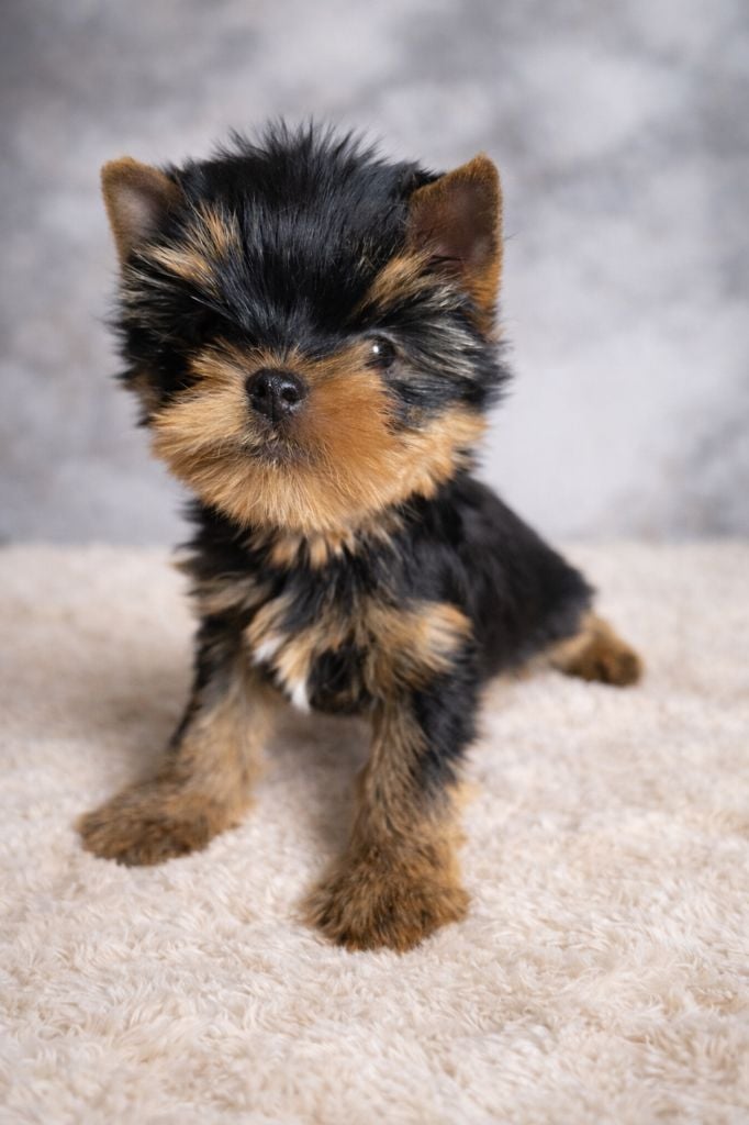 CHIOT 1 - Yorkshire Terrier