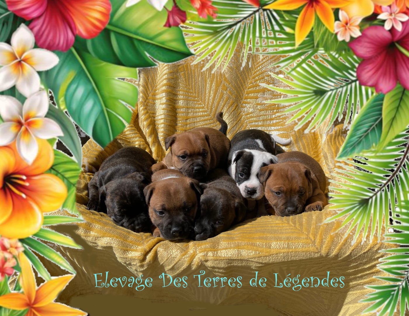 Staffordshire Bull Terrier - Des Terres De Légendes